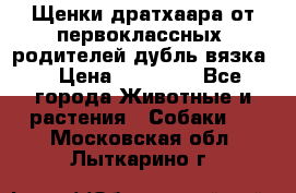 Щенки дратхаара от первоклассных  родителей(дубль вязка) › Цена ­ 22 000 - Все города Животные и растения » Собаки   . Московская обл.,Лыткарино г.